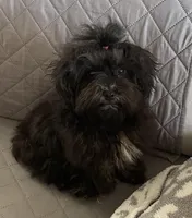 Lovie - Tiny, a female Havanese for sale in Horseheads, NY – 1 of 8