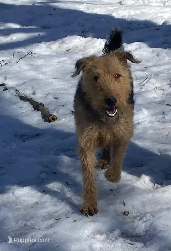 Airedale Terriers, a female Airedale Terrier for sale in Beaver Dam, KY – Photo 1 of 2