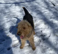 Airedale Terriers, a female Airedale Terrier for sale in Beaver Dam, KY – Photo 2 of 2