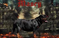 Rottweiler, a female Rottweiler for sale in Beaver Dam, KY – Photo 3 of 3