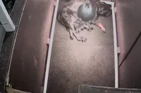 Rottweiler, a female Rottweiler for sale in Beaver Dam, KY – Photo 2 of 3