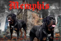 Rottweiler, a female Rottweiler for sale in Beaver Dam, KY – Photo 1 of 3