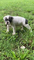 Karma, a female Olde English Bulldogge for sale in Beaver Dam, KY – Photo 3 of 6