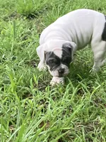 Karma, a female Olde English Bulldogge for sale in Beaver Dam, KY – Photo 4 of 6