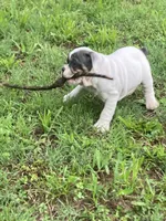 Karma, a female Olde English Bulldogge for sale in Beaver Dam, KY – Photo 6 of 6
