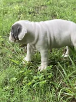 Karma, a female Olde English Bulldogge for sale in Beaver Dam, KY – Photo 1 of 6