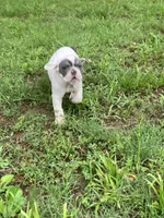 Karma, a female Olde English Bulldogge for sale in Beaver Dam, KY – Photo 5 of 6