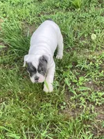 Karma, a female Olde English Bulldogge for sale in Beaver Dam, KY – Photo 2 of 6