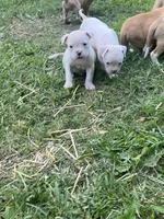 Male & females, a female American Bulldog for sale in Beaver Dam, KY – Photo 3 of 10