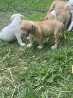 Male & females, a female American Bulldog for sale in Beaver Dam, KY – Photo 10 of 10
