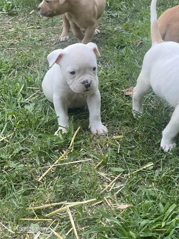 Male & females, a female American Bulldog for sale in Beaver Dam, KY – Photo 1 of 10