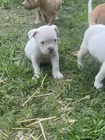 Male & females, a female American Bulldog for sale in Beaver Dam, KY – Photo 1 of 10
