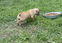 Male & females, a female American Bulldog for sale in Beaver Dam, KY – Photo 4 of 10