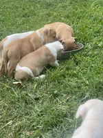 Male & females, a female American Bulldog for sale in Beaver Dam, KY – Photo 9 of 10