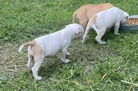 Male & females, a female American Bulldog for sale in Beaver Dam, KY – Photo 2 of 10