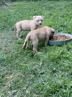 Male & females, a female American Bulldog for sale in Beaver Dam, KY – Photo 6 of 10