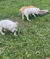 Male & females, a female American Bulldog for sale in Beaver Dam, KY – Photo 7 of 10