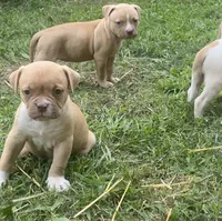 Male & females, a female American Bulldog for sale in Beaver Dam, KY – Photo 5 of 10