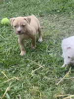 Male & females, a female American Bulldog for sale in Beaver Dam, KY – Photo 8 of 10