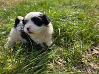 Sarah, a female Maltese and Shih Tzu for sale in Beaver Dam, KY – Photo 1 of 4
