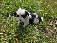 Sarah, a female Maltese and Shih Tzu for sale in Beaver Dam, KY – Photo 3 of 4