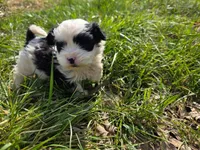 Sarah, a female Maltese and Shih Tzu for sale in Beaver Dam, KY – Photo 2 of 4