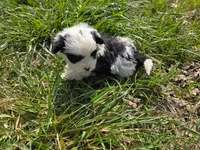 Sarah, a female Maltese and Shih Tzu for sale in Beaver Dam, KY – Photo 4 of 4