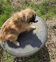 Margo, a female Pomeranian for sale in Beaver Dam, KY – Photo 4 of 4