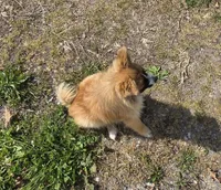 Margo, a female Pomeranian for sale in Beaver Dam, KY – Photo 3 of 4