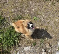 Margo, a female Pomeranian for sale in Beaver Dam, KY – Photo 1 of 4