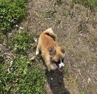 Margo, a female Pomeranian for sale in Beaver Dam, KY – Photo 2 of 4