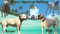 Fiji blue/red male UPDATED!!, a male American Bulldog for sale in Beaver Dam, KY – Photo 2 of 5