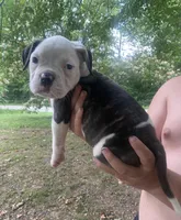 Fiji blue/red male UPDATED!!, a male American Bulldog for sale in Beaver Dam, KY – Photo 5 of 5