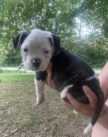 Fiji blue/red male UPDATED!!, a male American Bulldog for sale in Beaver Dam, KY – Photo 1 of 5