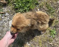 Laura, a female Pomeranian for sale in Beaver Dam, KY – Photo 1 of 4