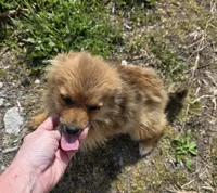 Laura, a female Pomeranian for sale in Beaver Dam, KY – Photo 4 of 4