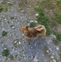 Laura, a female Pomeranian for sale in Beaver Dam, KY – Photo 3 of 4