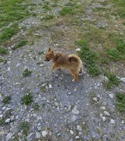 Laura, a female Pomeranian for sale in Beaver Dam, KY – Photo 2 of 4