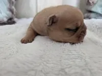 Jake, a male French Bulldog for sale in Beaver Dam, KY – Photo 2 of 4