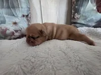 Jake, a male French Bulldog for sale in Beaver Dam, KY – Photo 4 of 4