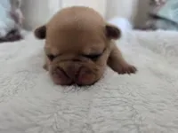 Jake, a male French Bulldog for sale in Beaver Dam, KY – Photo 3 of 4