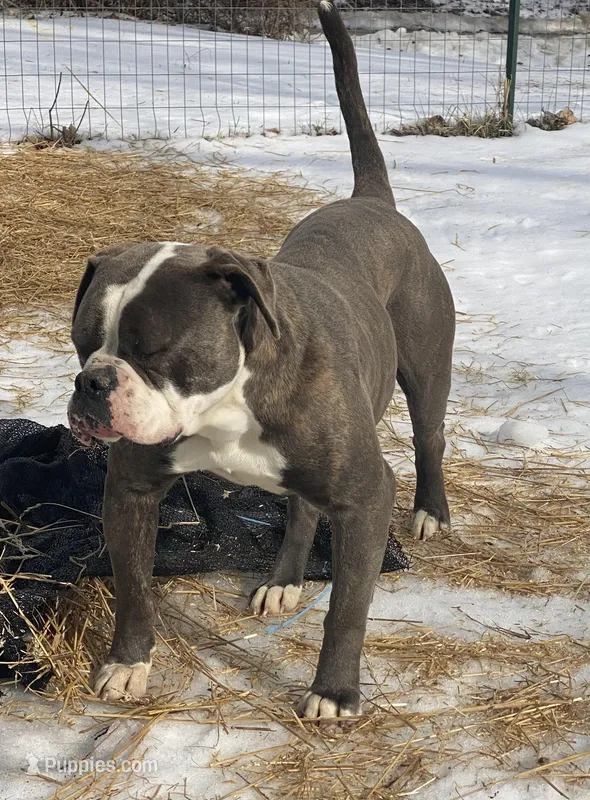 Jed – American Bulldog puppy for sale in Beaver Dam, KY