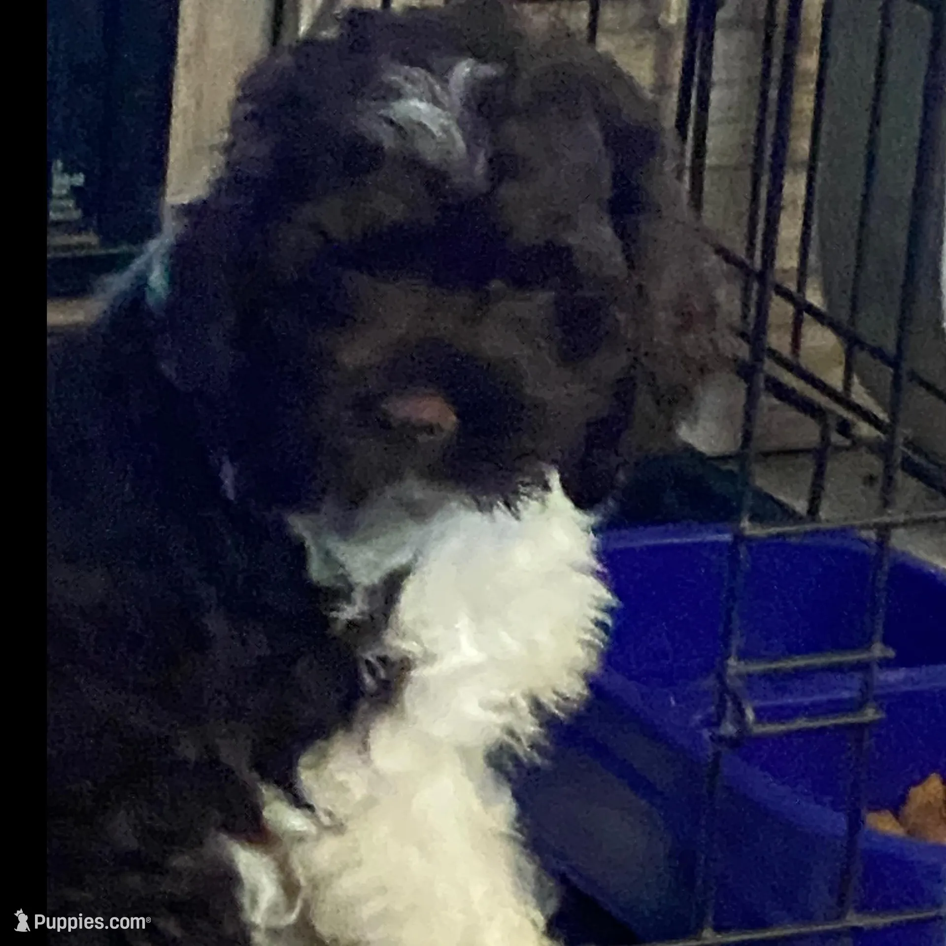 Rusty, a male Cockapoo for sale in Beaver Dam, KY – Photo 1 of 1