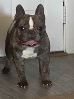 Hades, a male French Bulldog for sale in Beaver Dam, KY – Photo 3 of 3