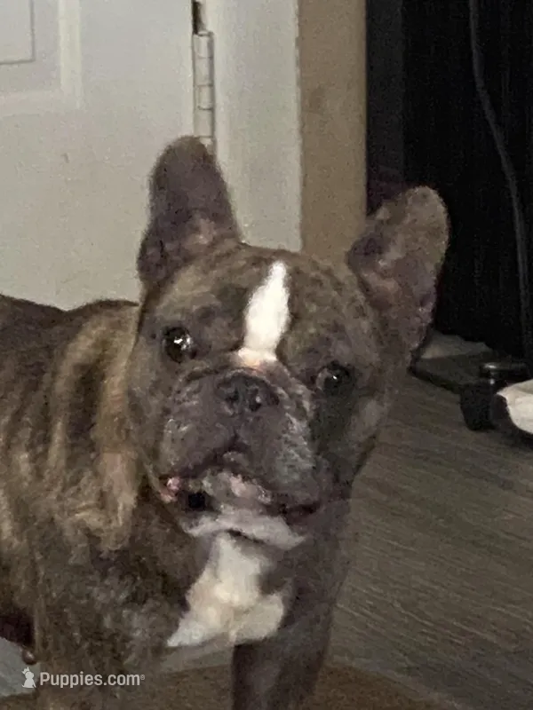 Hades, a male French Bulldog for sale in Beaver Dam, KY – Photo 1 of 3