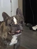 Hades, a male French Bulldog for sale in Beaver Dam, KY – Photo 2 of 3