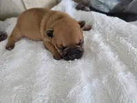 Jr, a male French Bulldog for sale in Beaver Dam, KY – Photo 3 of 3