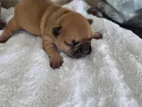 Jr, a male French Bulldog for sale in Beaver Dam, KY – Photo 2 of 3