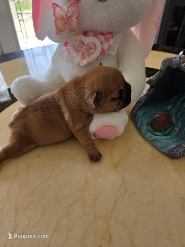 Jr – French Bulldog puppy for sale in Beaver Dam, KY