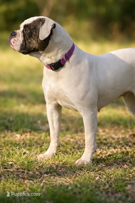 Fiji – American Bulldog puppy for sale in Beaver Dam, KY